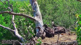 Little Miami Conservancy Bald Eagle 08.05.2024 15:00