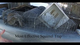 Most Effective Squirrel Trap | Ryan's Favorite Trap | Repeater Trap