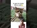 बिल्ली 😜#comedy #funnyclips #funnyvideos #funny #viralclips वॉयस #song 🤟🏻☠️😜
