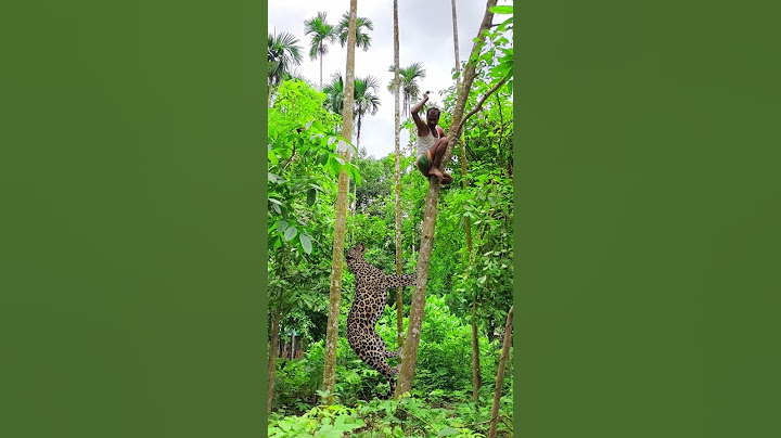 a leopard attack a boy in kudura tree #vfx #wildlife #viral #tiger #video