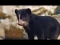 Andean Bear Identification and Characteristics