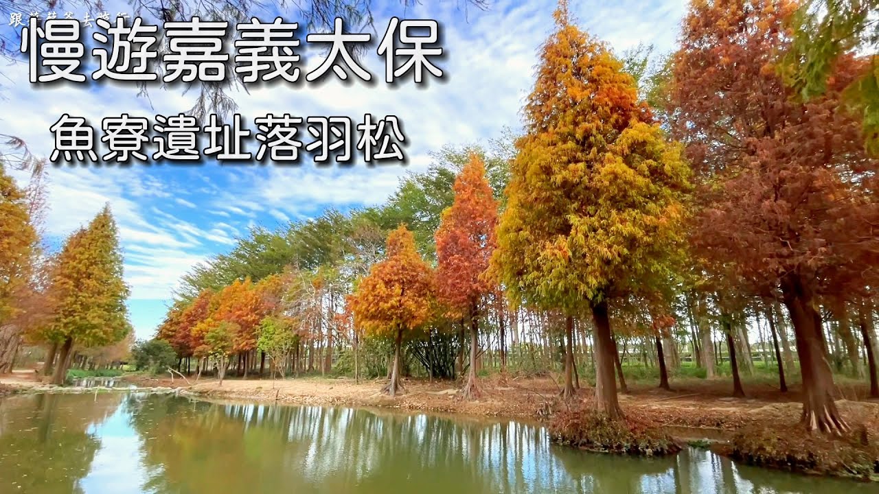 慢遊太保魚寮遺址落羽松｜春節賞景之旅｜台灣嘉義觀光旅遊景點推薦