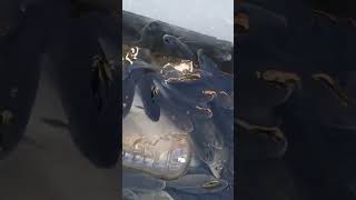 Amazing Live Carp Fish