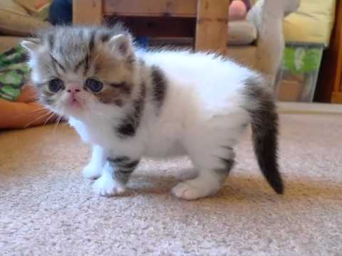 exotic shorthair hoobly