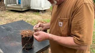 Empty BIC Ignited Punkwood Making Pine Needles And Leaves Burn