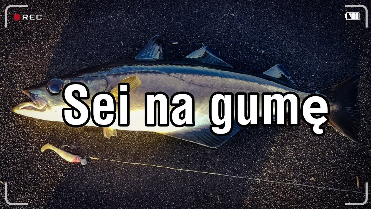 Sei na gumowe kopytko /Wędkarstwo w norwegii / Sei på gummi agn.