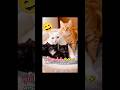 Algunos gatitos se burlan de sus dueños jejeje