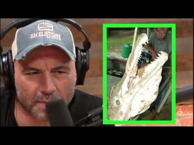 Joe Rogan Reacts to GIANT Alligator Gar