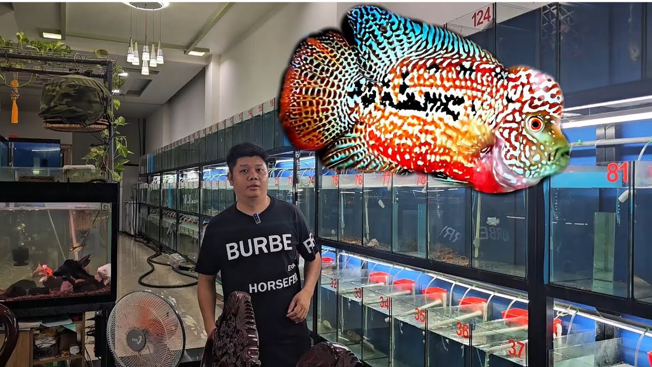 4-9 xả lô cá la hán sau lễ tết Độc Lập 2/9 giá  sập sàn cho anh đam mê cá la hán kamfa f2 siêu đỉnh