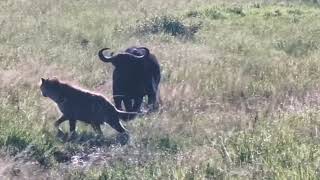 Hyenas Grab A Buffalo Calf That Could Not Keep Up With The Herd