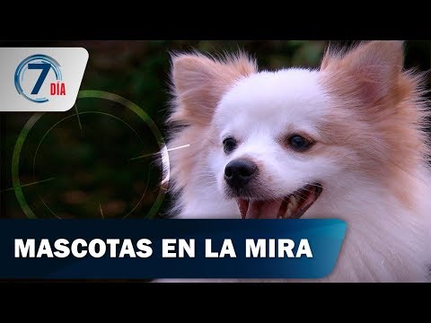 Video: Recolección de mascotas: el perro rastrea al propietario del hospital y el gato busca un 