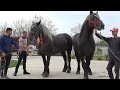 Caii lui Ionut de la Sacadat, Bihor - 2022 Nou!!!
