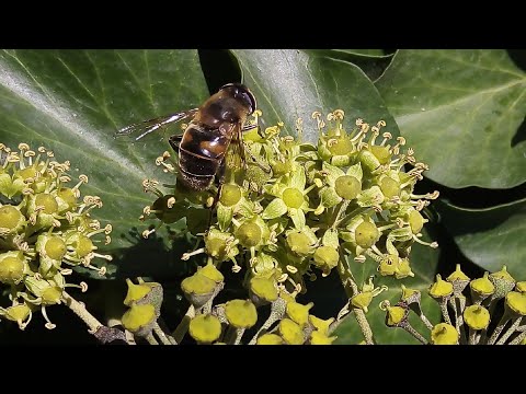 ভিডিও: ক্রাসনোদর টেরিটরিতে মঠের তালিকা