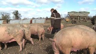 Husbandry of the Sow - Outdoor Breeding