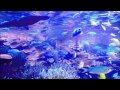 【リラックス音楽癒し系ジャズ】とある水中の魚たち【relaxation music】