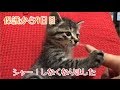 うちの子9日目。行動範囲が広がりました♪の巻【はちの成長記録#9】