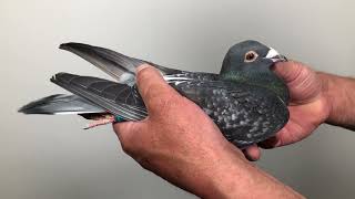 Meulemans 764
