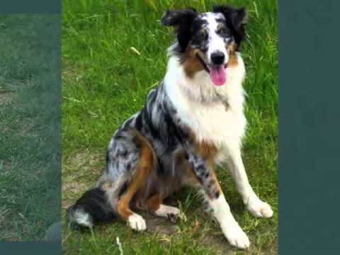 australian shepherd vs german shepherd set of useful picture ideas of australian shepherd blue merle australian shepherd vs german shepherd set of useful picture ideas of australian shepherd blue merle