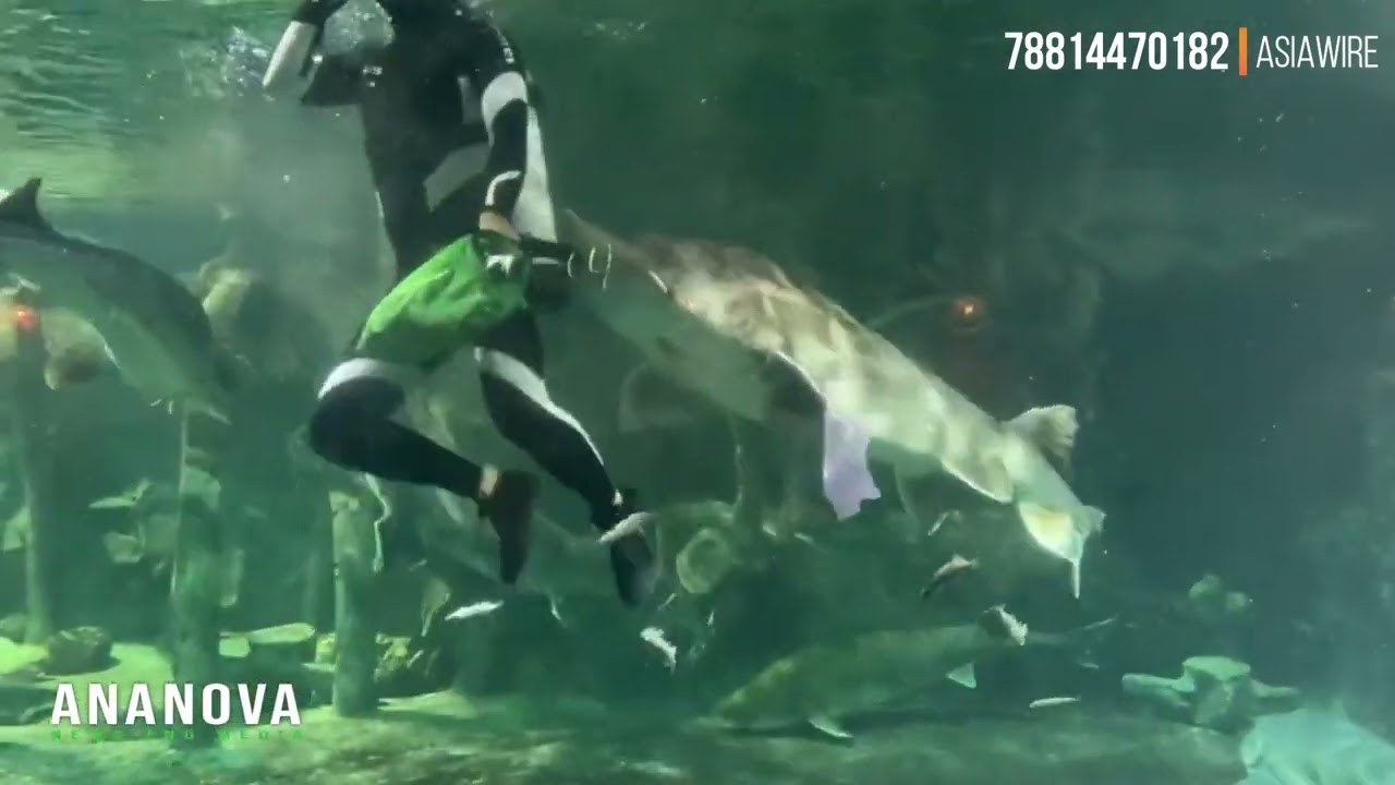 Sturgeon Bites Aquarium Keeper On The Head While Trying To Snatch Bag Of Fish From His Hand