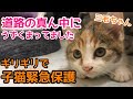 車に轢かれてたかも...三毛の子猫緊急保護！