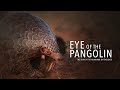 Eye of the Pangolin. Official Film [HD]. The search for an animal on the edge.