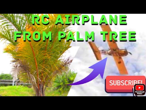 246   airplane palm tree