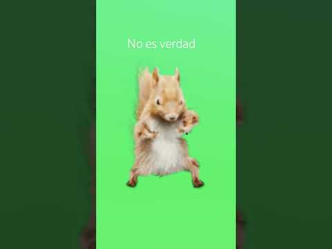 si lees esto subscribete #cat # gatito