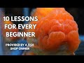 10 Beginner Lessons I Learned Keeping Fancy Goldfish
