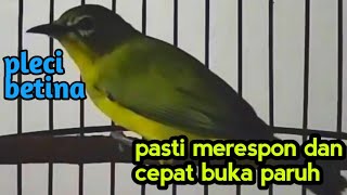 suara PLECI BETINA plus suara air Untuk TERAPI PLECI agar buka paruh.