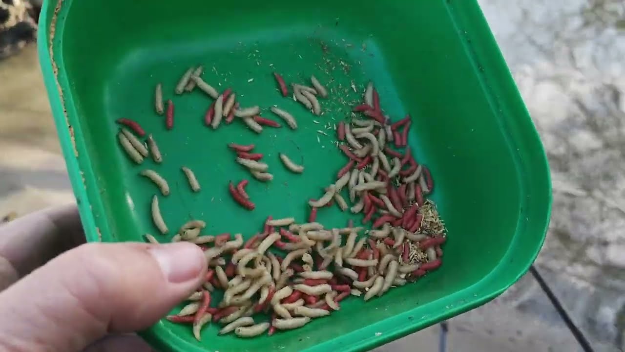 Télvégi tiszai horgászat-Hol? Hogyan? Miért?