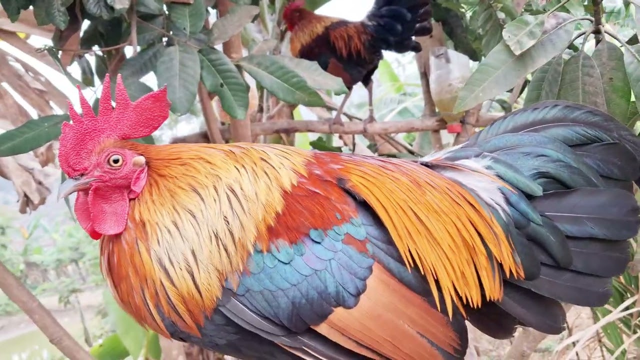 Gà rừng f1 mồi cực hay. Qaib qus zoo nkauj kaws li nawb