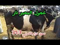 ارتفاع اسعار عجول المحير داخل سوق دراو ٣١/٣
