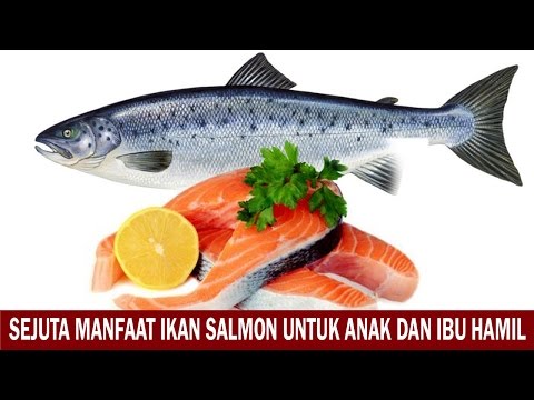 Manfaat Ikan Salmon Bagi Ibu Hamil