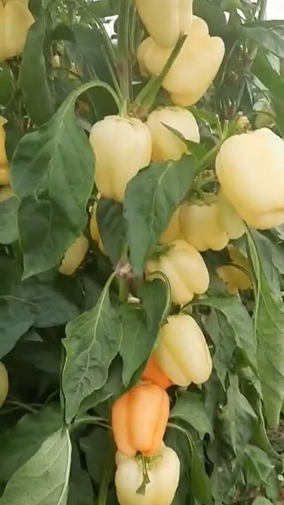 Paprika hybrid goldano F1