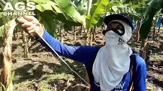 Begini Pencegahan Fusarium pisang Cavendish! #petanicavendish #Cavendishlamongan #Cavendishmantup