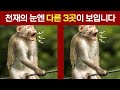 세상에서 가장 웃긴 동물 TOP 12 틀린그림찾기, 다른그림찾기.