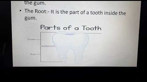 class 4 science Ch.2 Teeth and digestive system Topic Complete chapter