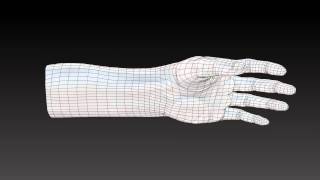 Hand Study Wireframe