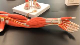 Spring 2021 Orientation Lab