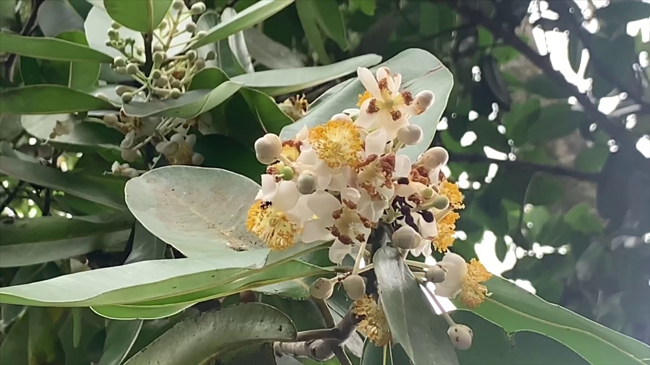 Budidaya lebah klanceng 0812 2615 3389 