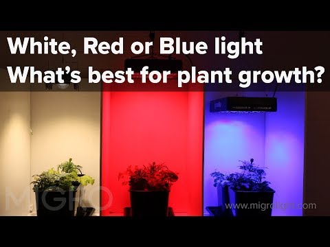 فيديو: لماذا تنمو النباتات بشكل أفضل في الضوء الأزرق؟