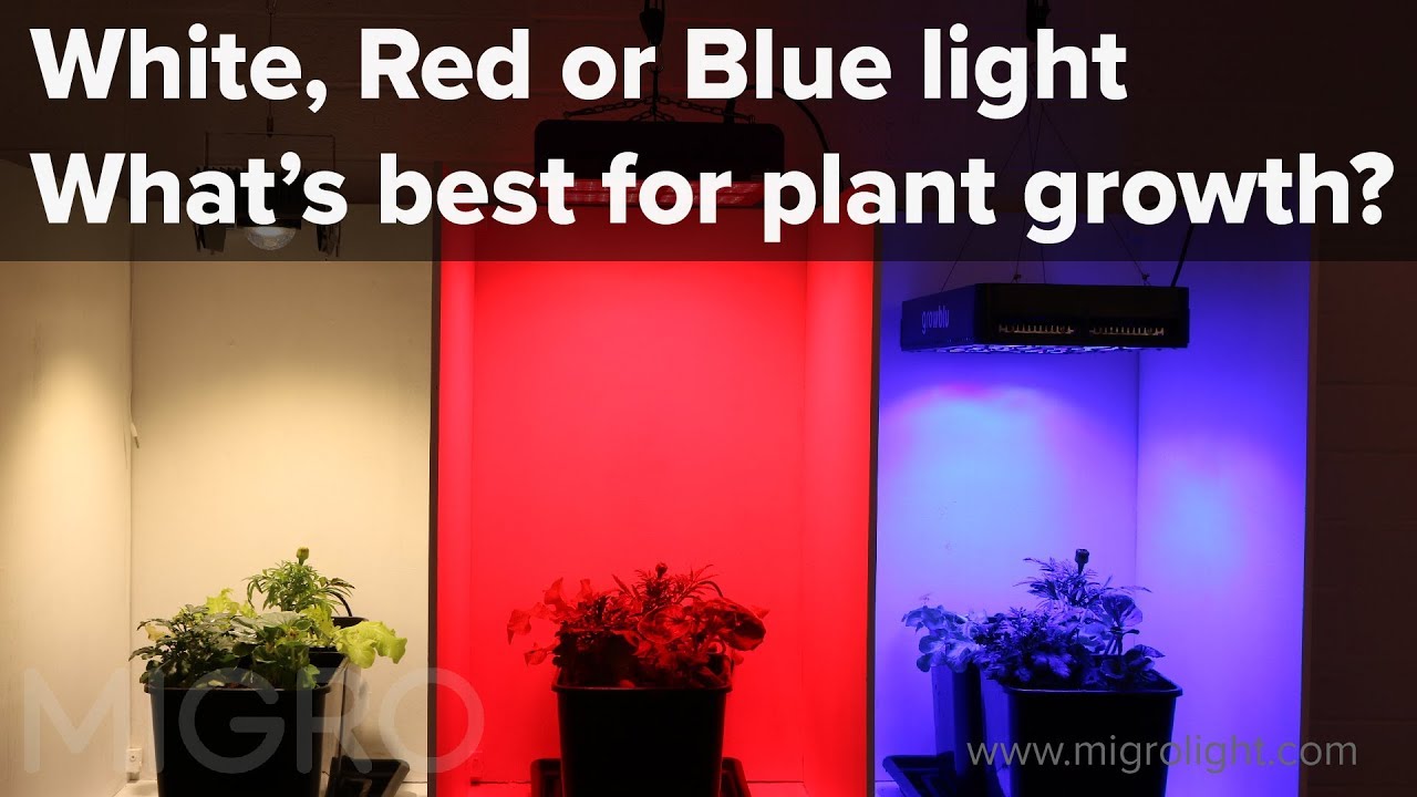 Wow Sobriquette spænding The effect of red, blue and white light on plant growth - Setup of the  experiment - YouTube