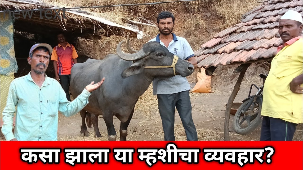 कसा झाला या म्हशीचा व्यवहार/buffalo behaviour