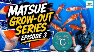 50cm+ Tosai! | Matsue Grow-Out Series | Episode 3