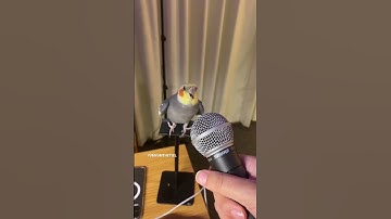 Thumbnail of YumYum working hard on his new track! #yumyumthetiel #parrot #bird #pet #cockatiel #cute