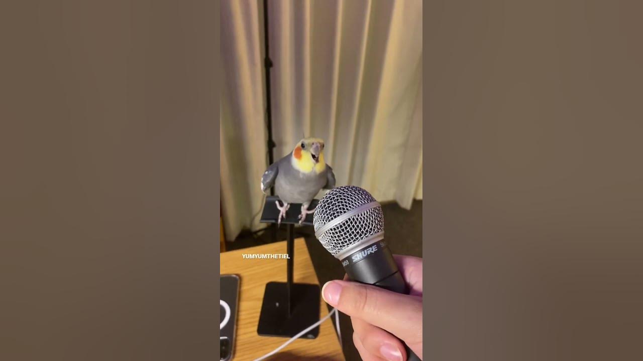 YumYum working hard on his new track! #yumyumthetiel #parrot #bird #pet #cockatiel #cute YumYum working hard on his new track! #yumyumthetiel #parrot #bird #pet #cockatiel #cute