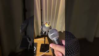 YumYum working hard on his new track! #yumyumthetiel #parrot #bird #pet #cockatiel #cute screenshot 5