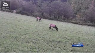 Elk Cam Goes Live