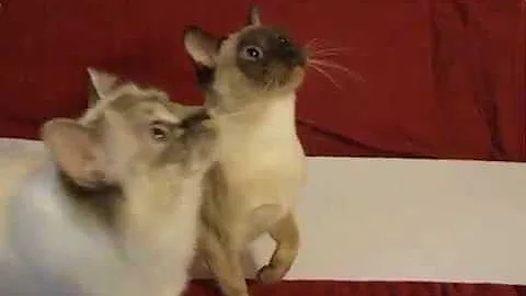 Watch the video about Tonkinese boy playing