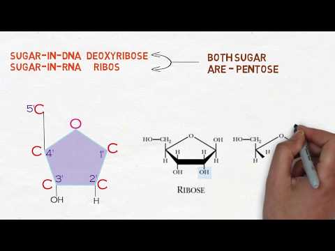 فيديو: هل يمتلك الحمض النووي و rna نفس البنتوز؟